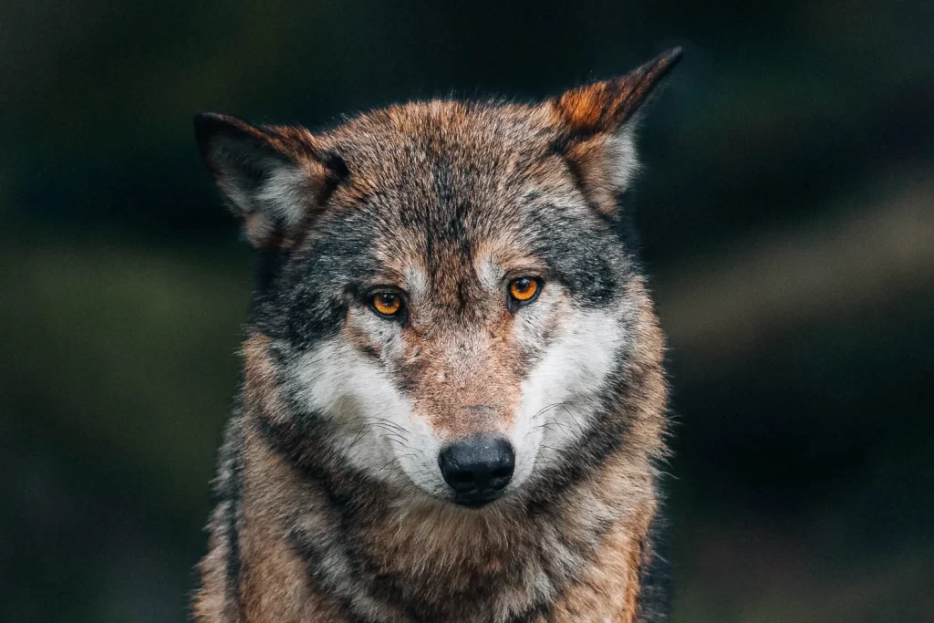 Wildlife fotografFotograf reklamních fotografií, jižní čechy, jihočeský kraj, České Budějovice